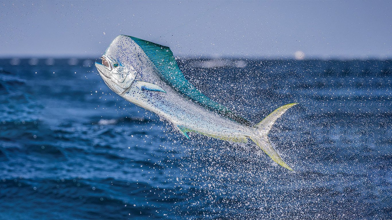 Dorado